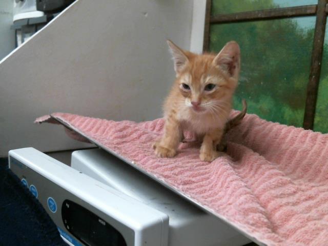 Adoptable Cat