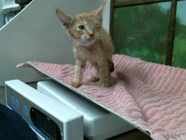 Adoptable Cat