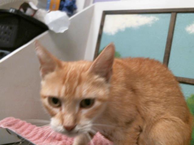 Adoptable Cat