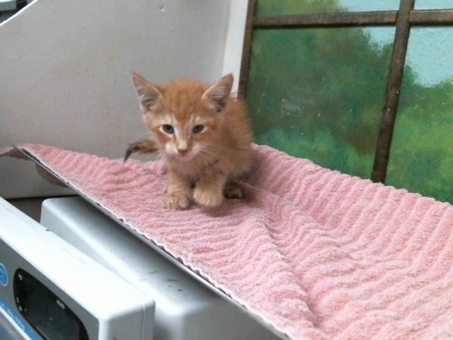 Adoptable Cat