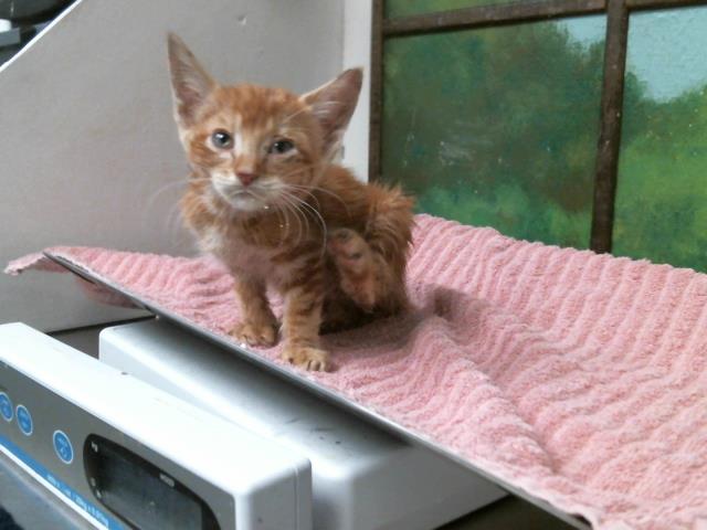 Adoptable Cat