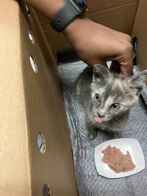 *Bebe