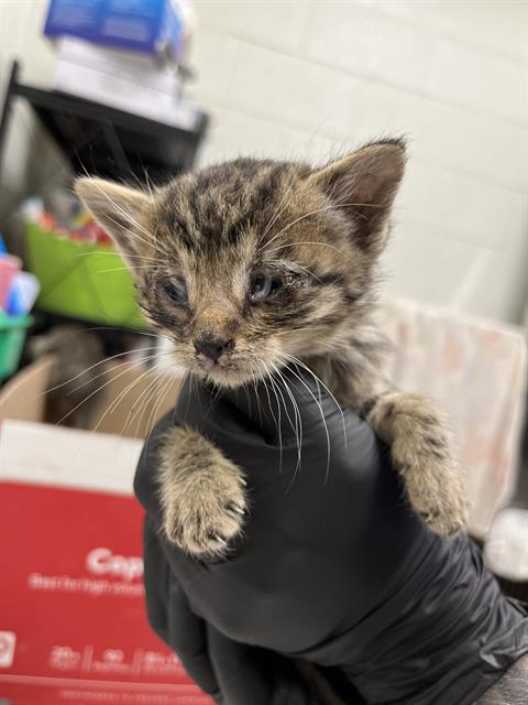 Adoptable Cat