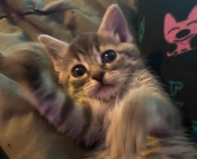 Adoptable Cat