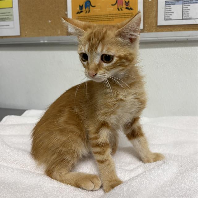 Adoptable Cat
