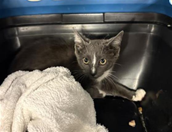 Adoptable Cat