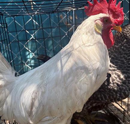 Adoptable Bird