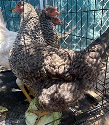 Adoptable Bird