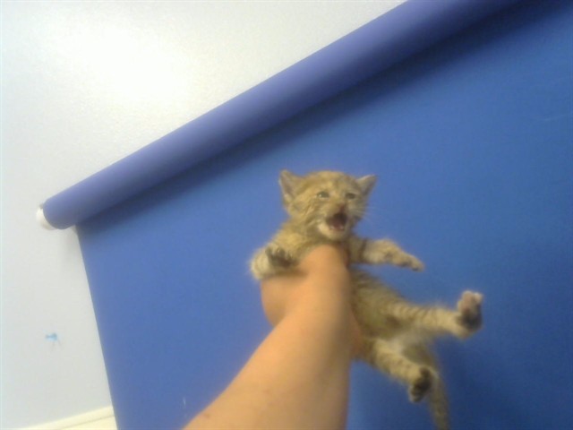 Dottie