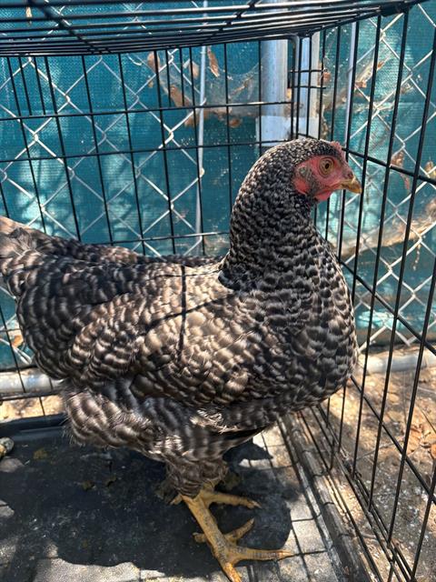 Adoptable Bird