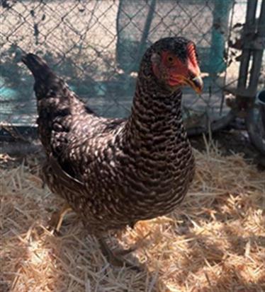 Adoptable Bird