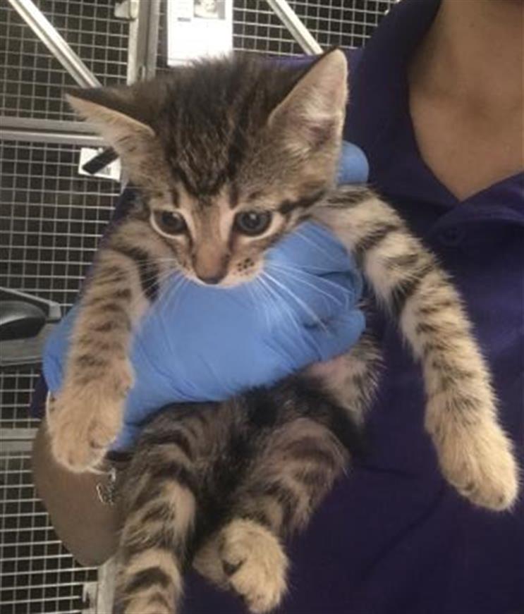 Adoptable Cat