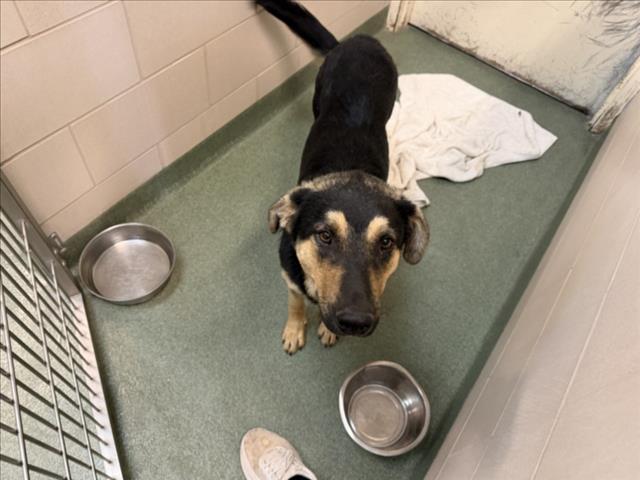 Adoptable Dog
