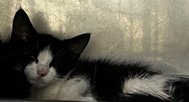 Adoptable Cat