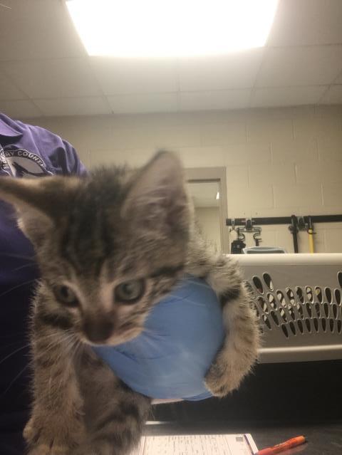 Adoptable Cat