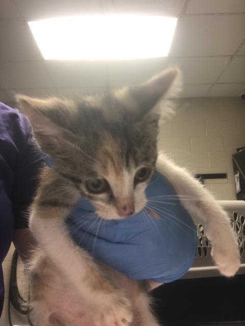 Adoptable Cat