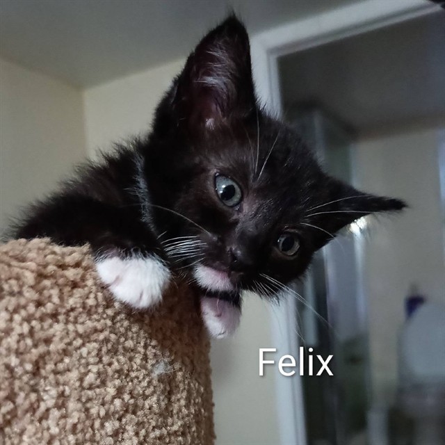 Felix