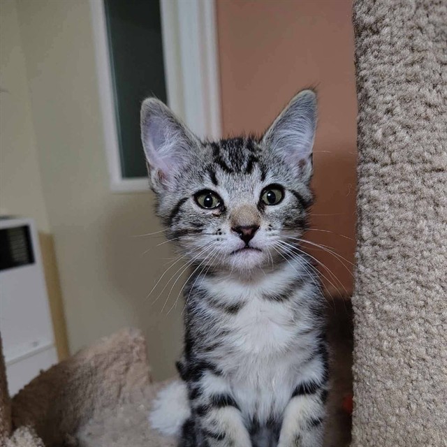 Pete