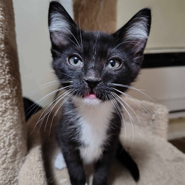 Figaro