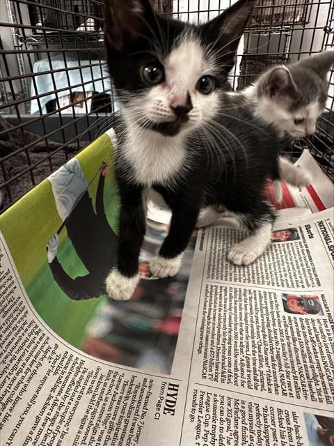 Adoptable Cat