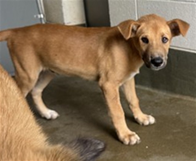 Adoptable Dog