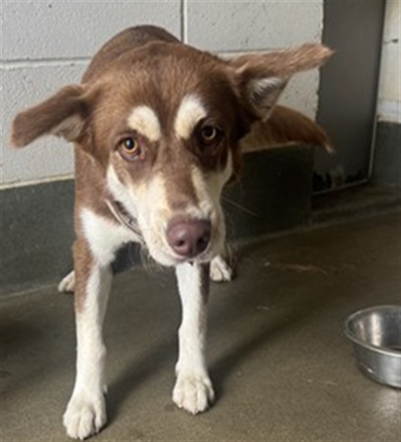 Adoptable Dog