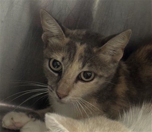 Adoptable Cat