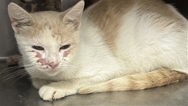 Adoptable Cat