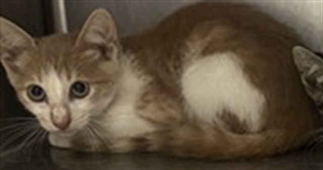 Adoptable Cat