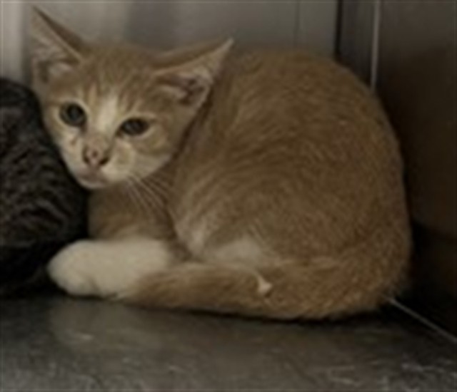 Adoptable Cat