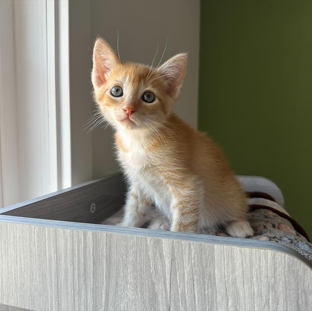Pierre*