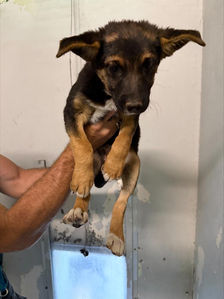 Adoptable Dog