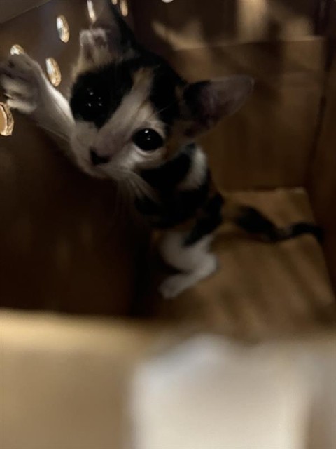 Adoptable Cat