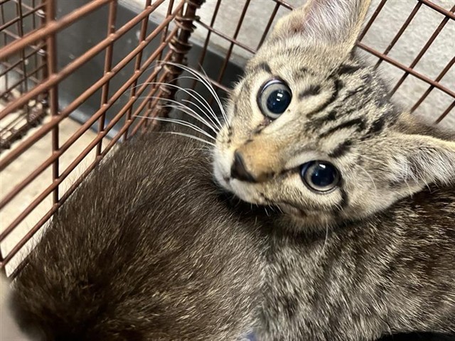 Adoptable Cat