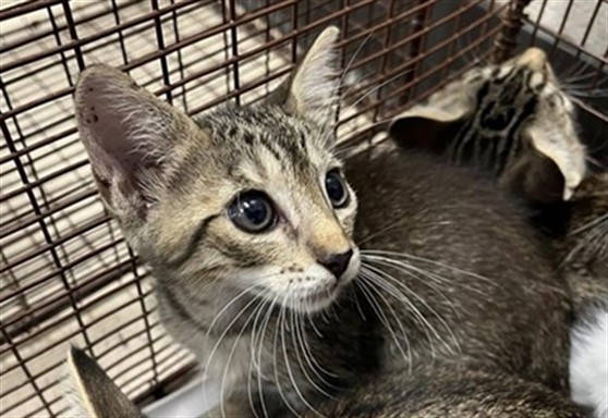 Adoptable Cat