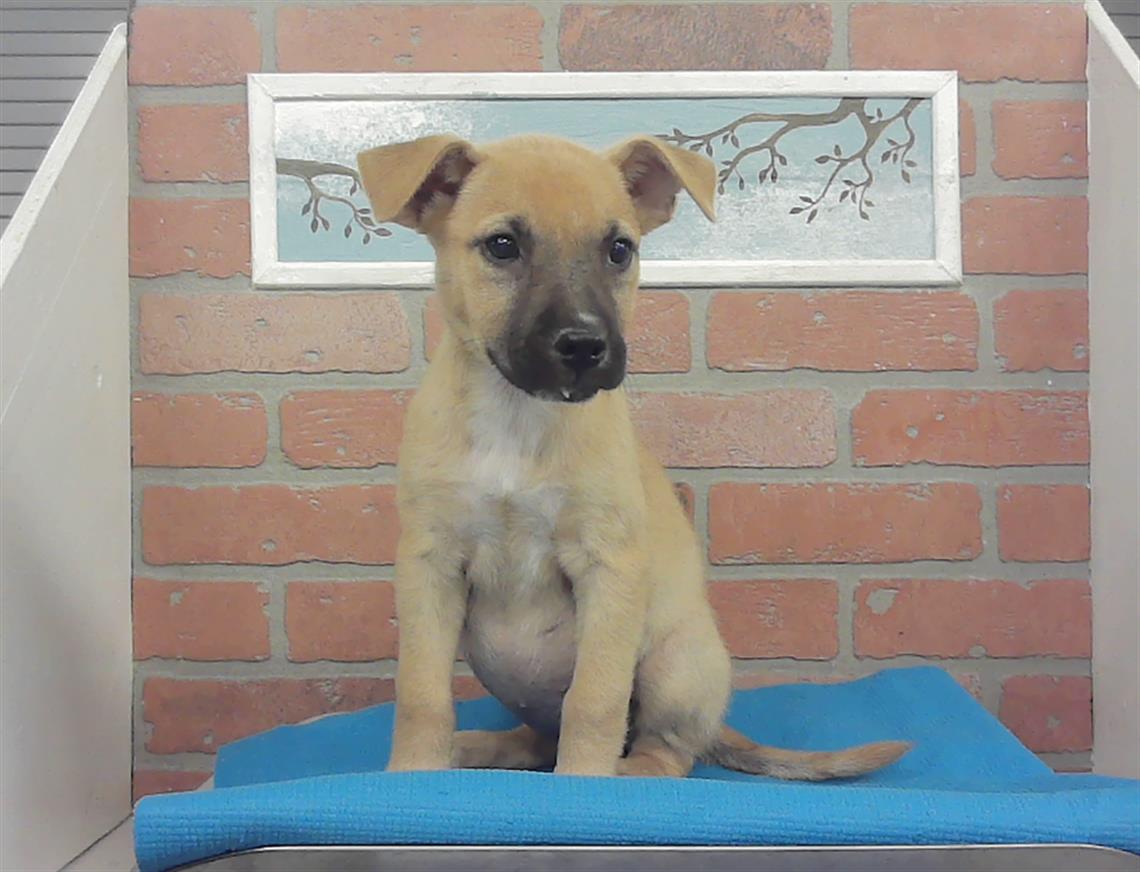 Adoptable Dog