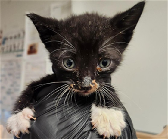 Adoptable Cat