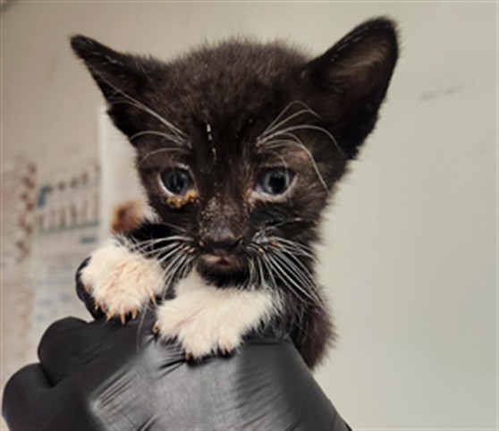 Adoptable Cat