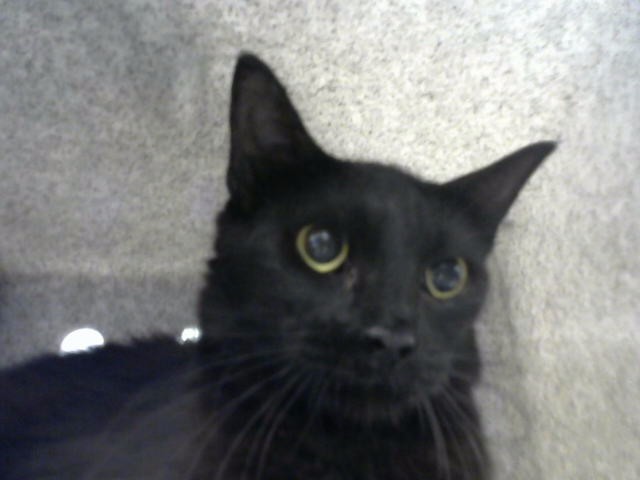 Tootsie