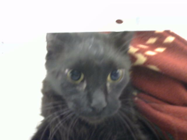 Toby