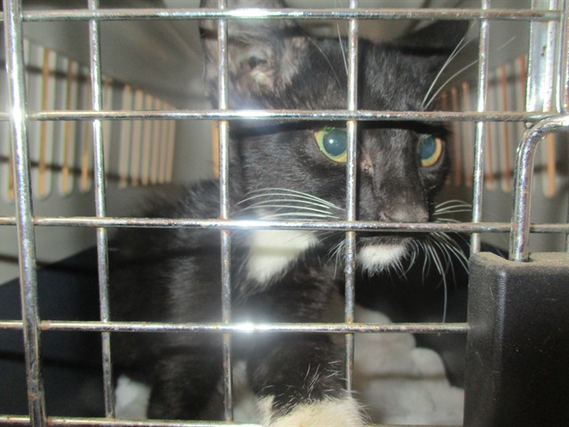 Adoptable Cat