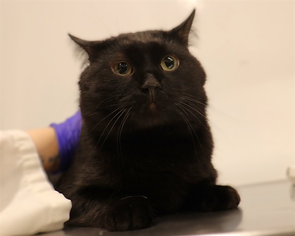 Adoptable Cat
