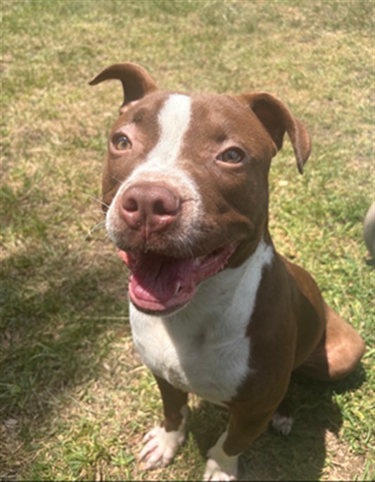 Adoptable Dog