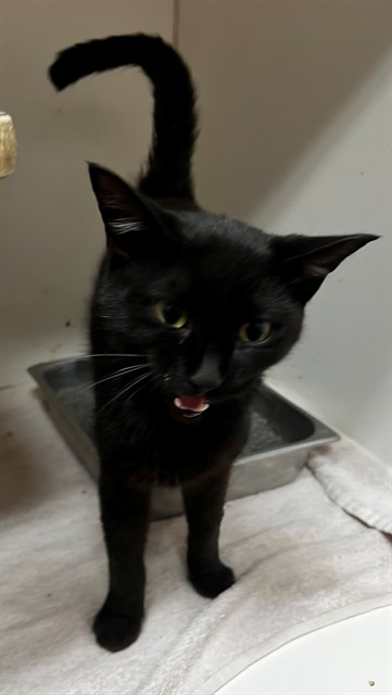 Adoptable Cat