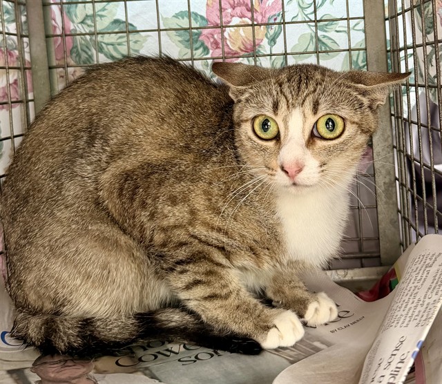 Adoptable Cat