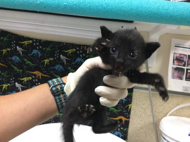 Adoptable Cat