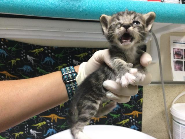 Adoptable Cat