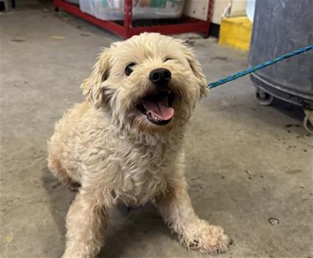 Adoptable Dog