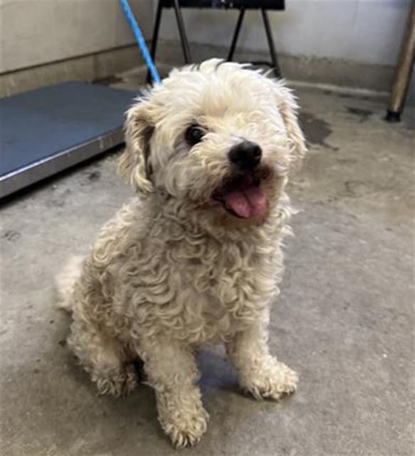 Adoptable Dog