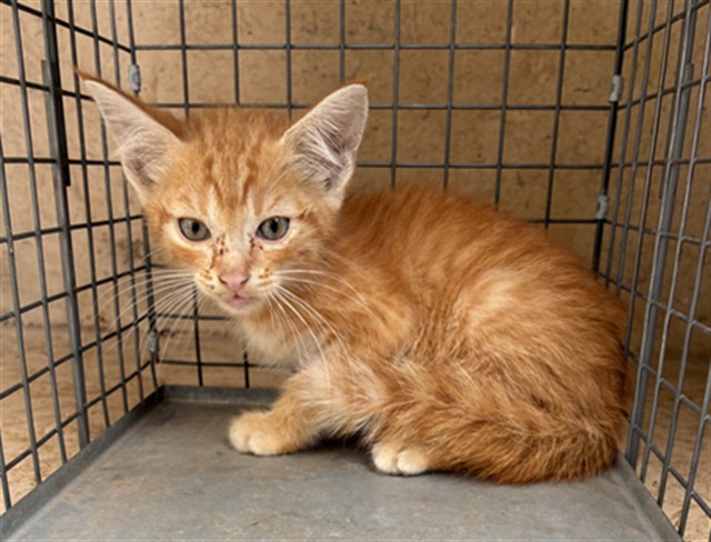 Adoptable Cat